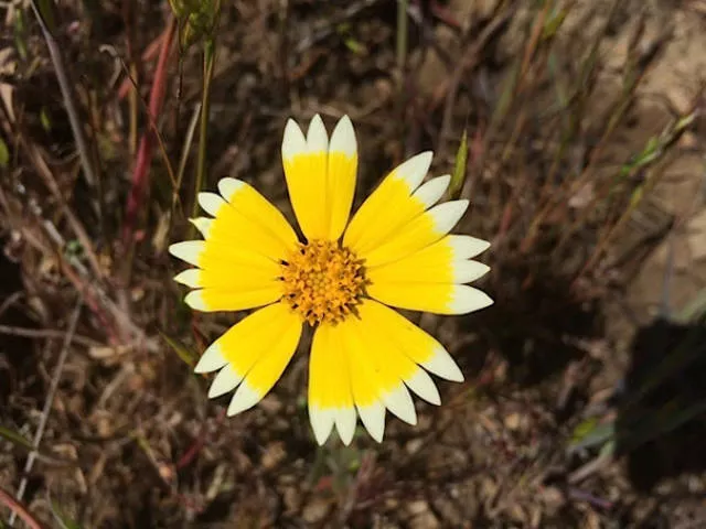 A real pleasure for the eyes - #12 