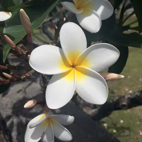 A real pleasure for the eyes - #4 