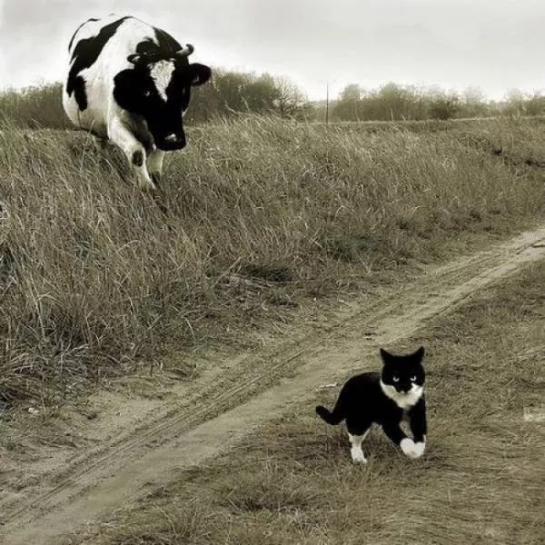 You can not resist these cute cats - #28 