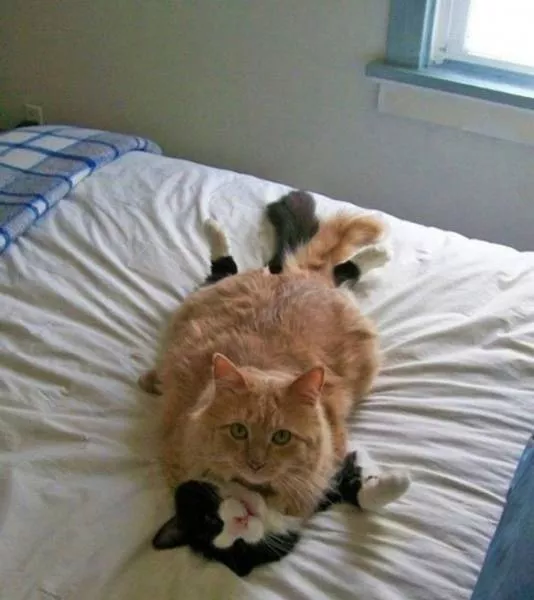 You can not resist these cute cats - #31 