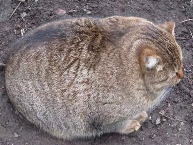 You can not resist these cute cats - #33 