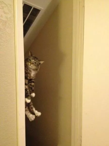 You can not resist these cute cats - #35 