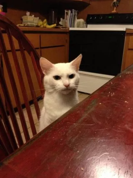 You can not resist these cute cats - #37 