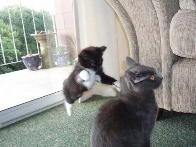 You can not resist these cute cats - #40 