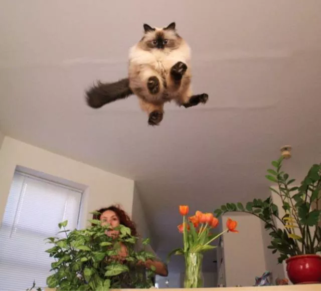You can not resist these cute cats - #41 