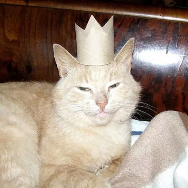 You can not resist these cute cats - #43 