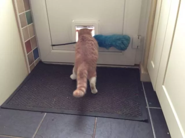 You can not resist these cute cats - #45 