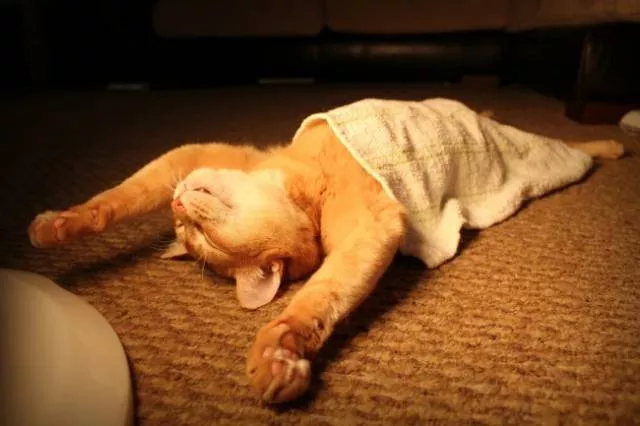 You can not resist these cute cats - #47 