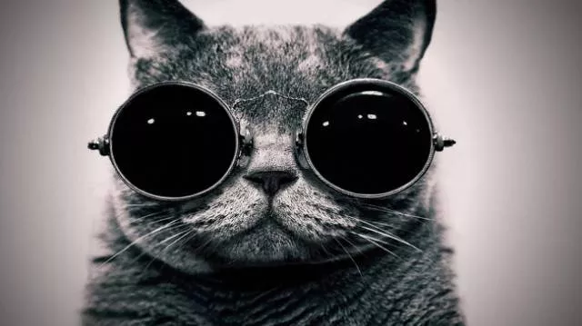 You can not resist these cute cats - #48 