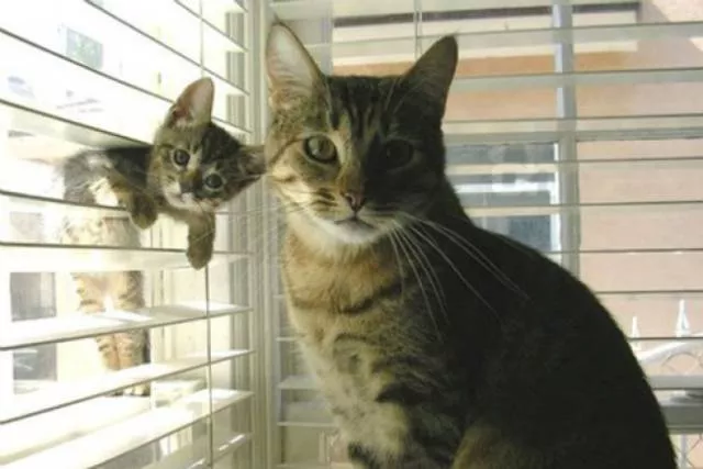 You can not resist these cute cats - #51 