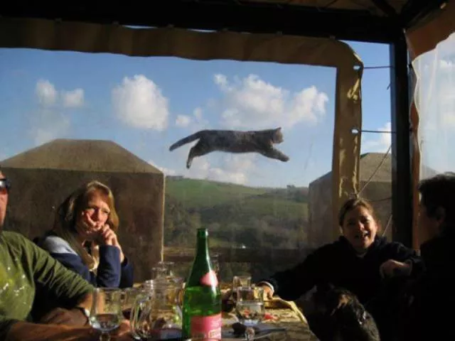 You can not resist these cute cats - #52 