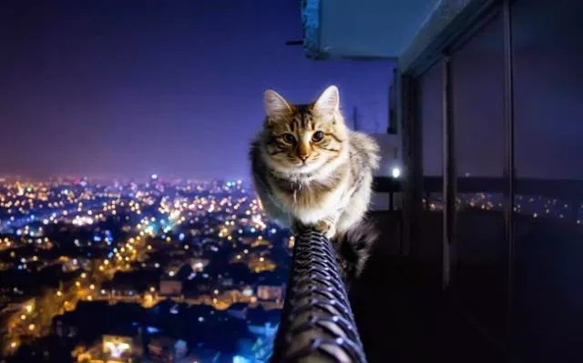 You can not resist these cute cats - #53 