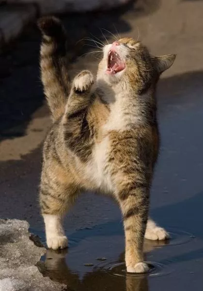 You can not resist these cute cats - #54 