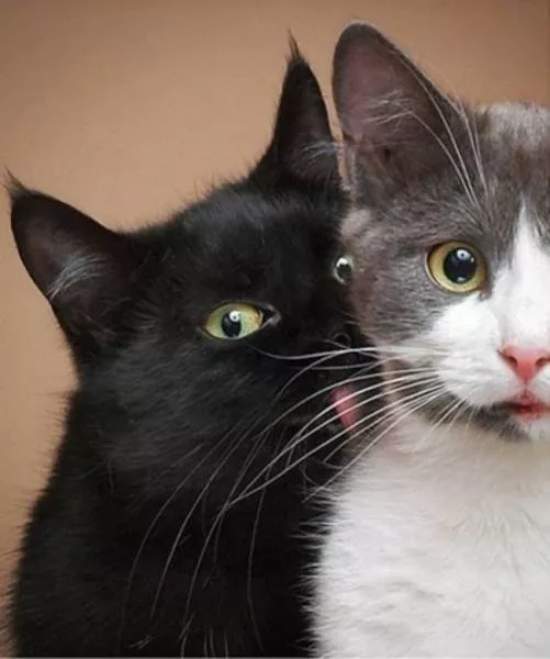You can not resist these cute cats - #55 