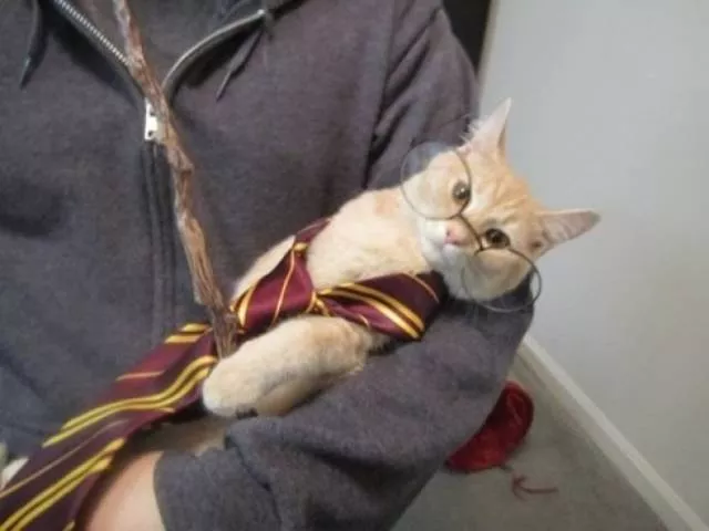 You can not resist these cute cats - #56 