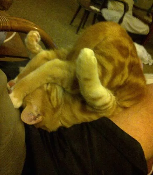 You can not resist these cute cats - #59 