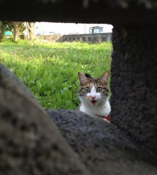 You can not resist these cute cats - #60 