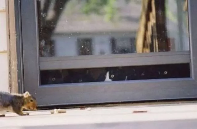 You can not resist these cute cats