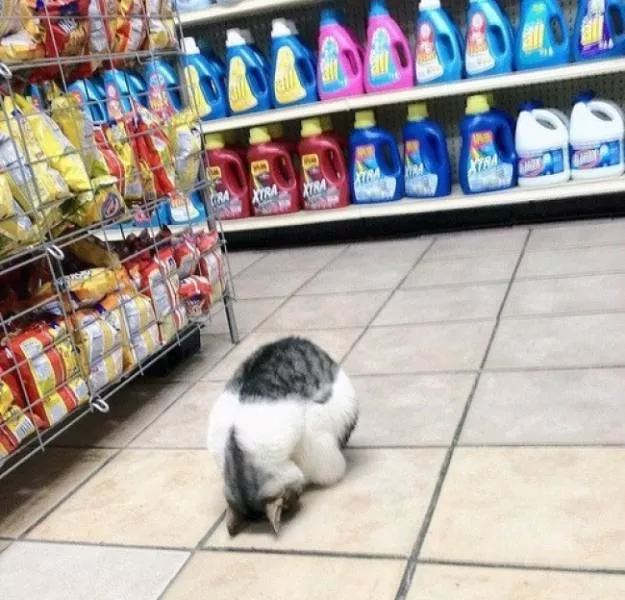 You can not resist these cute cats