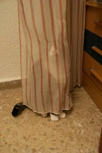 You can not resist these cute cats - #70 You can not resist these cute cats - #70