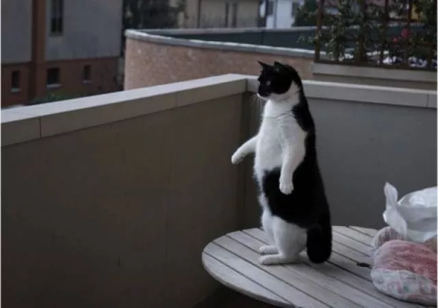 You can not resist these cute cats - #73 You can not resist these cute cats - #73