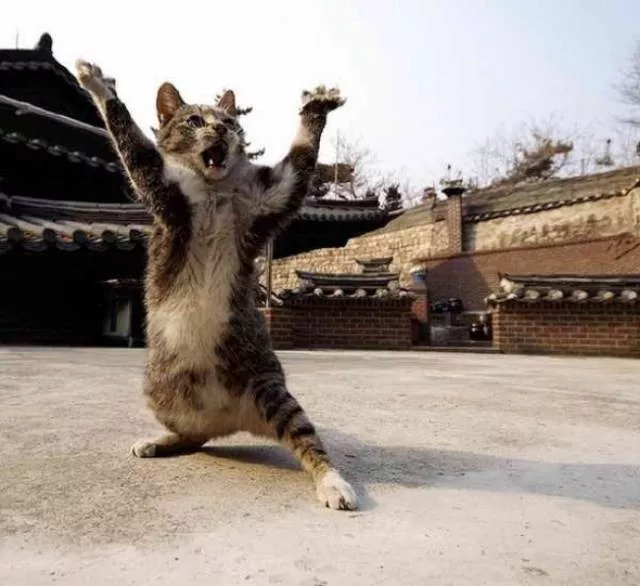 You can not resist these cute cats You can not resist these cute cats