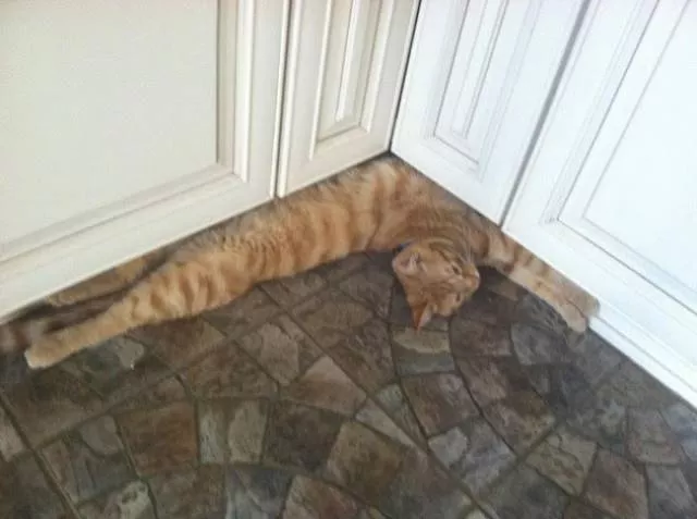 You can not resist these cute cats - #95 