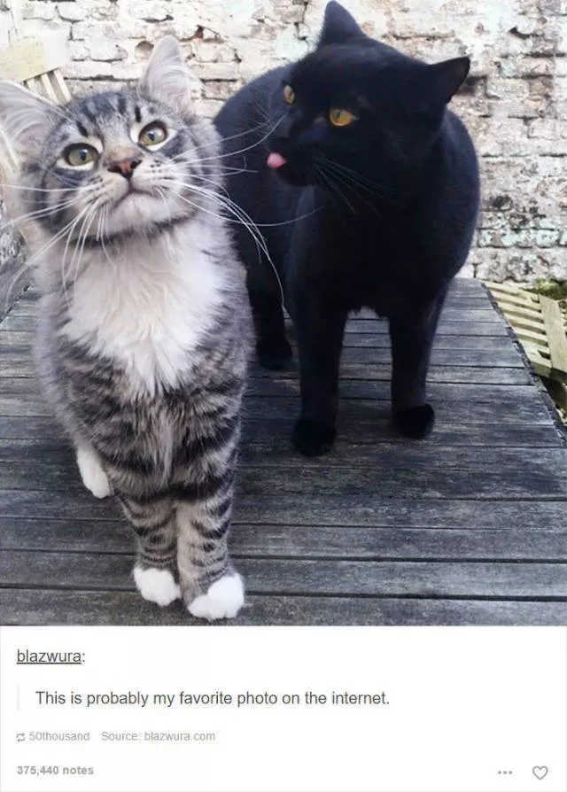 Hilarious cat posts - #10 