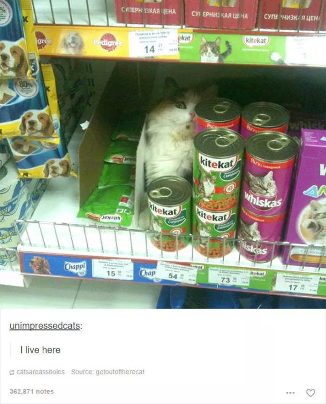 Hilarious cat posts - #14 