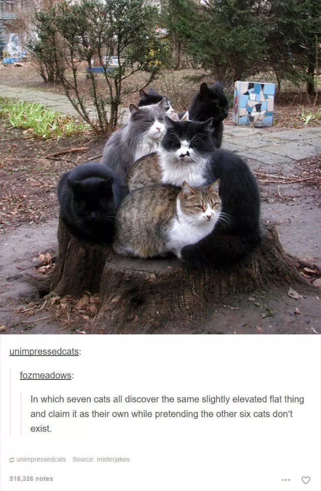 Hilarious cat posts - #18 