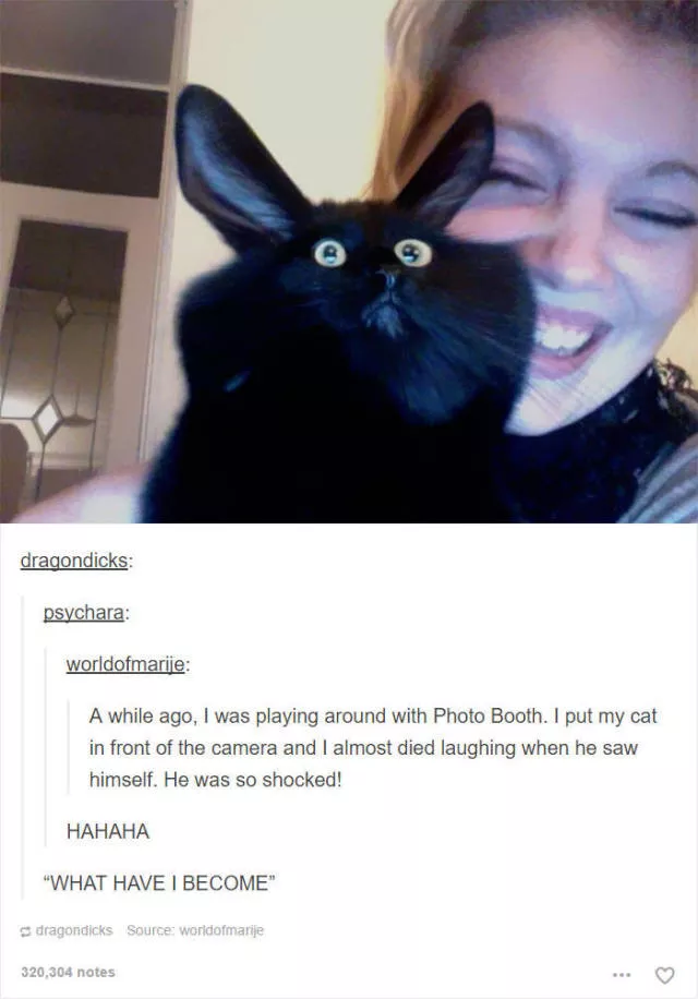 Hilarious cat posts - #19 