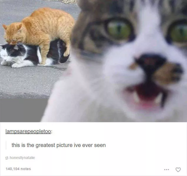 Hilarious cat posts