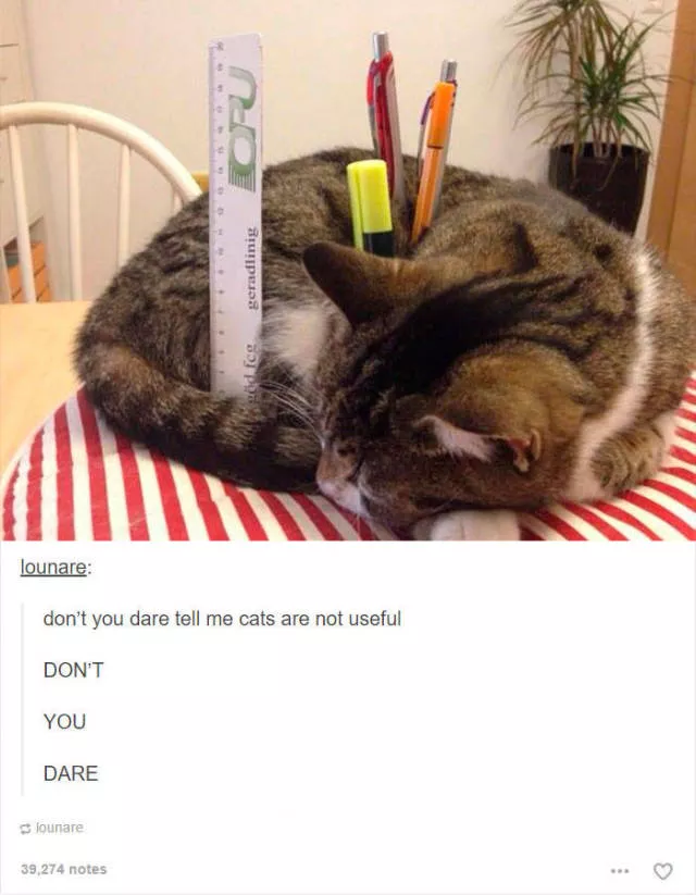 Hilarious cat posts - #23 Hilarious cat posts - #23
