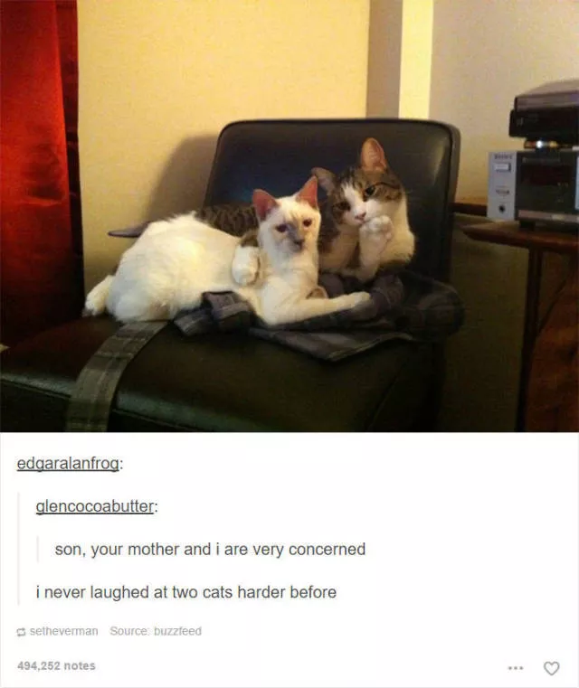 Hilarious cat posts - #24 Hilarious cat posts - #24