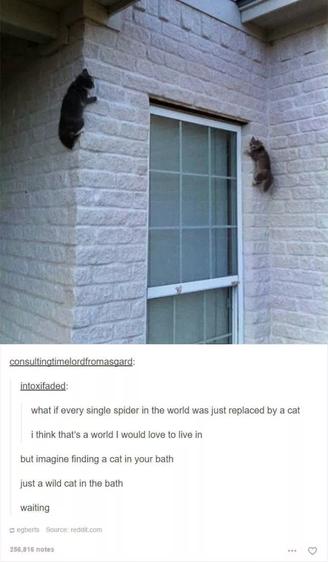 Hilarious cat posts - #27 Hilarious cat posts - #27