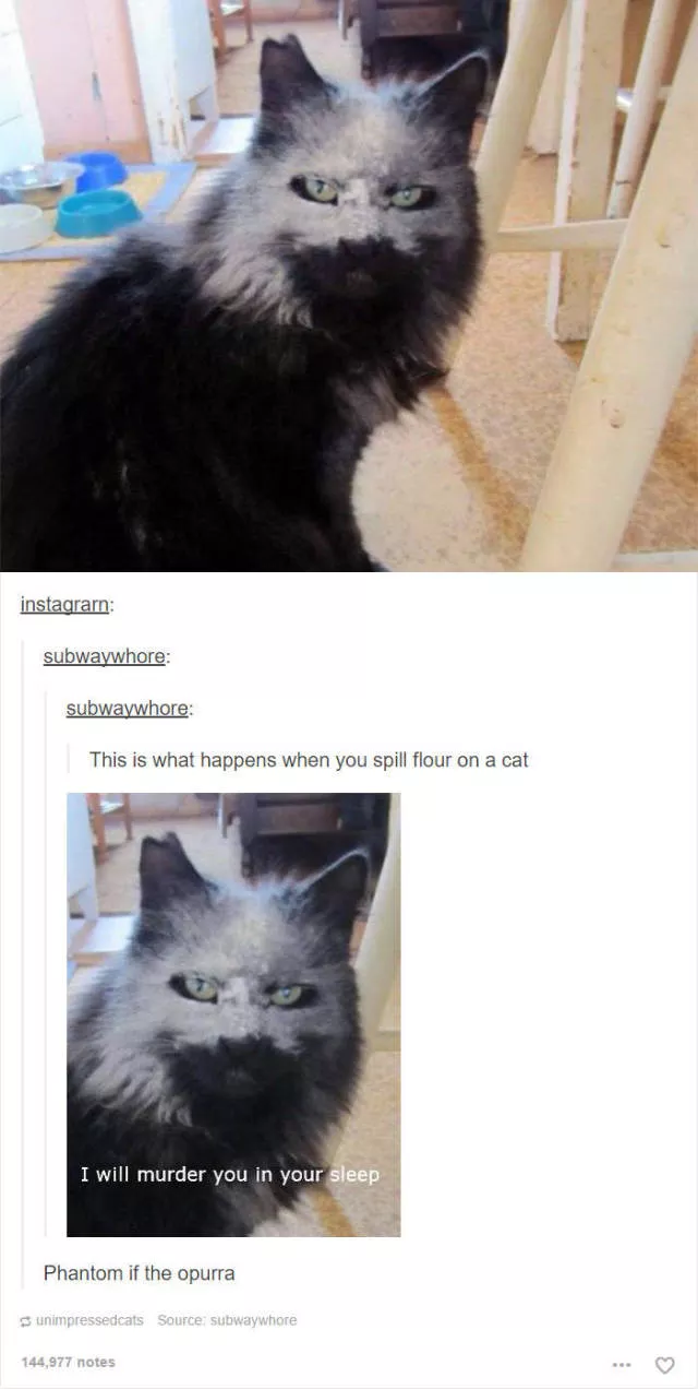 Hilarious cat posts - #28 Hilarious cat posts - #28