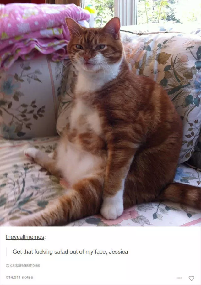 Hilarious cat posts - #30 Hilarious cat posts - #30