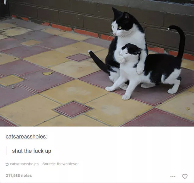 Hilarious cat posts - #31 Hilarious cat posts - #31