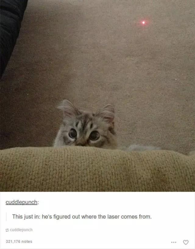 Hilarious cat posts - #32 Hilarious cat posts - #32