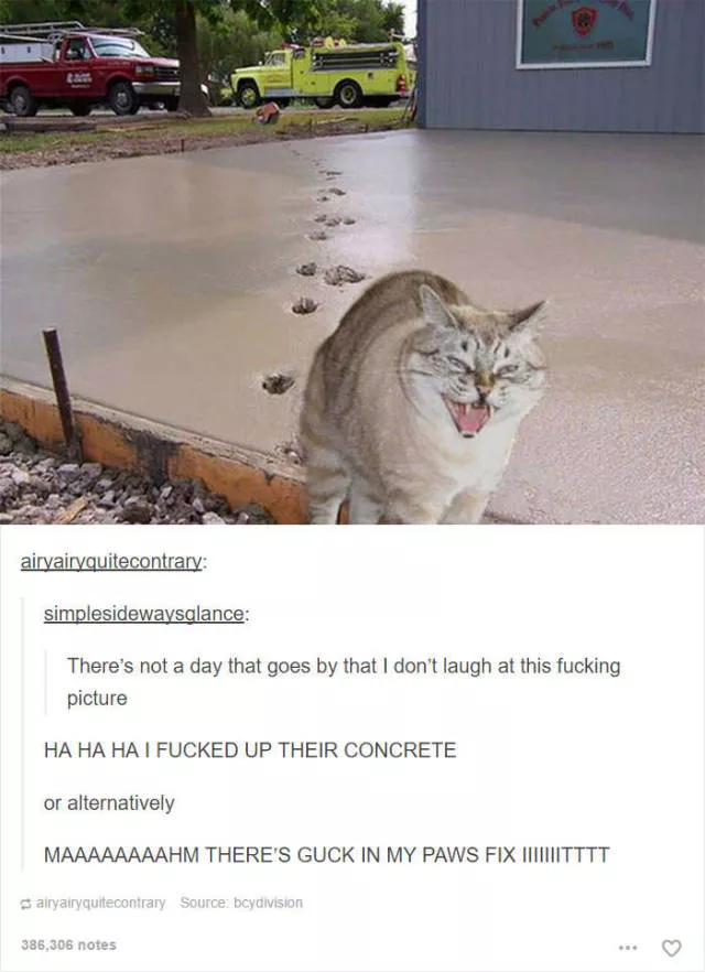 Hilarious cat posts - #33 Hilarious cat posts - #33