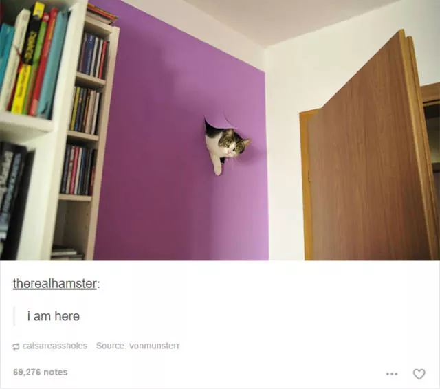 Hilarious cat posts - #34 Hilarious cat posts - #34