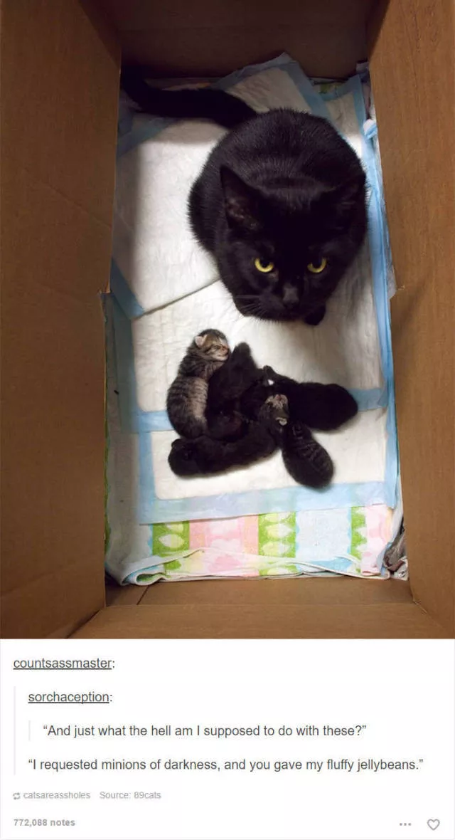 Hilarious cat posts - #35 Hilarious cat posts - #35