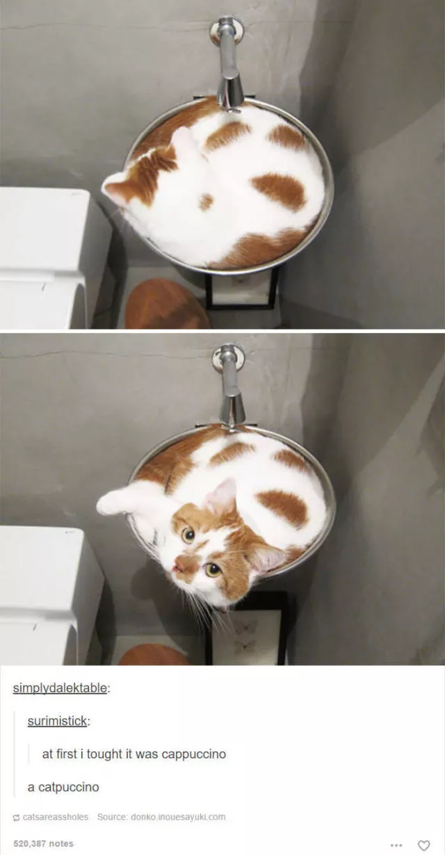 Hilarious cat posts - #36 Hilarious cat posts - #36