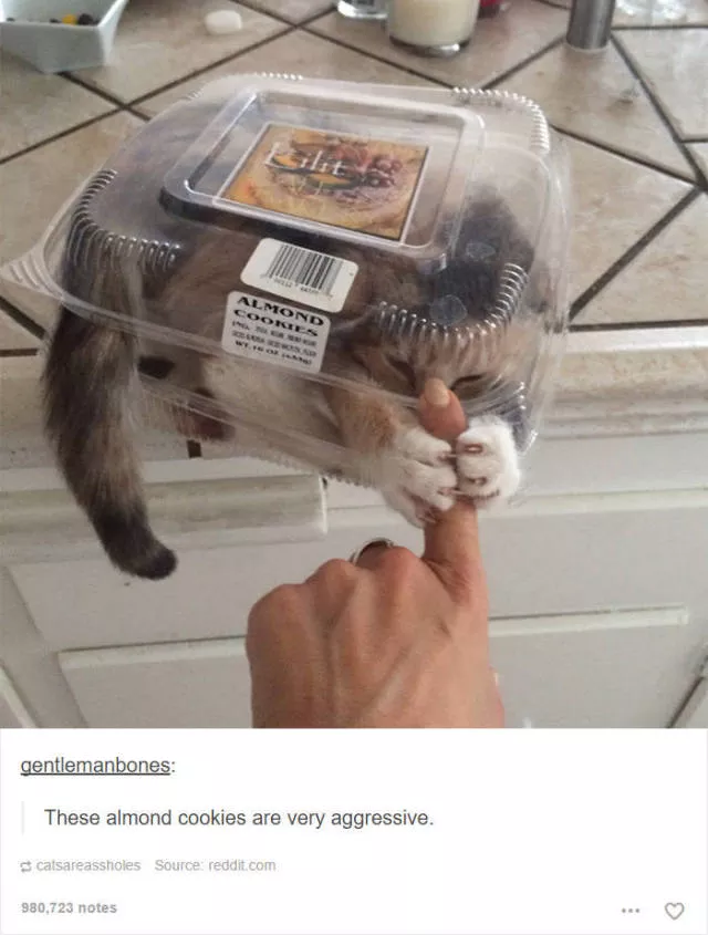 Hilarious cat posts - #37 Hilarious cat posts - #37