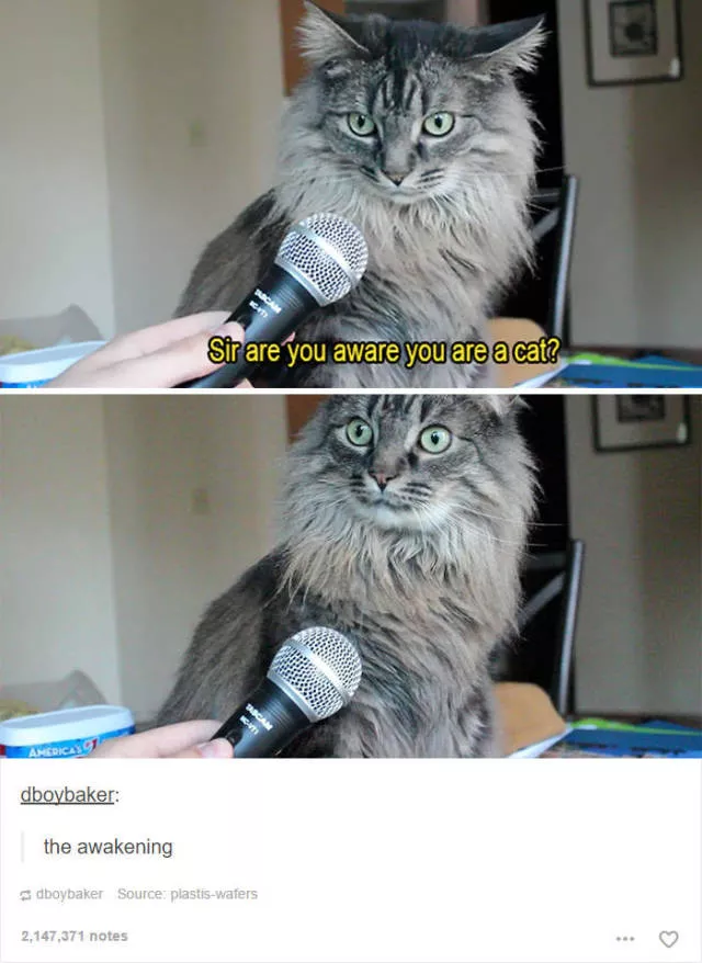 Hilarious cat posts - #38 Hilarious cat posts - #38