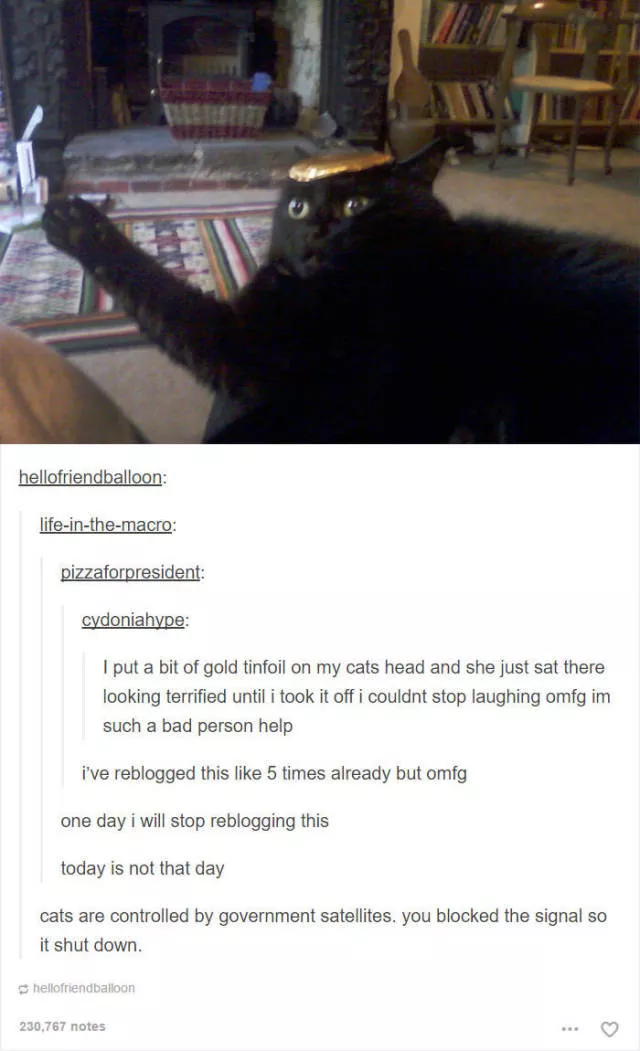 Hilarious cat posts - #39 Hilarious cat posts - #39