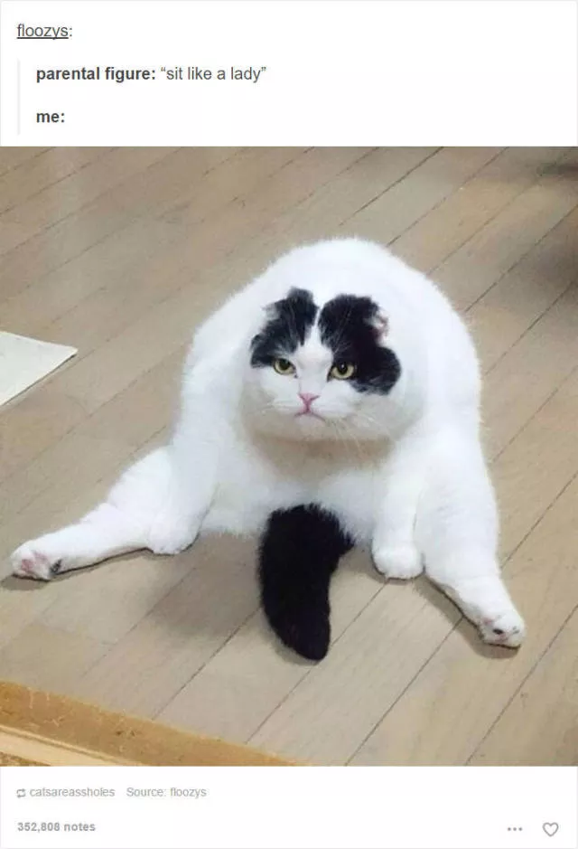 Hilarious cat posts - #4 