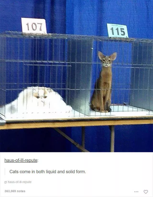 Hilarious cat posts - #40 Hilarious cat posts - #40