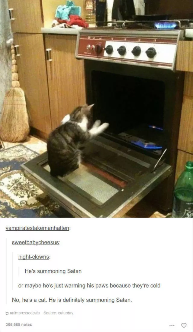 Hilarious cat posts - #45 