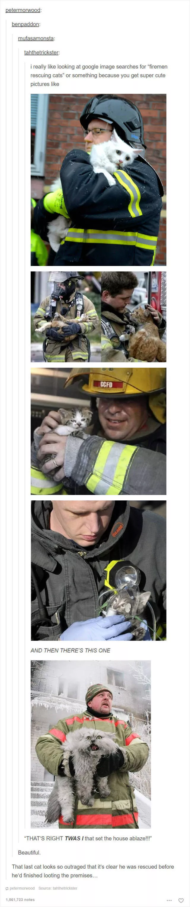 Hilarious cat posts - #46 